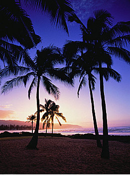 剪影,棕榈树,热带沙滩,日落,北岸,夏威夷,美国