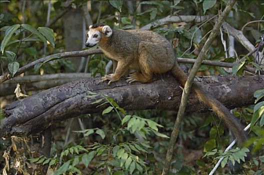 冠,狐猴,林下叶层,脆弱,安卡拉那特别保护区,北方,马达加斯加