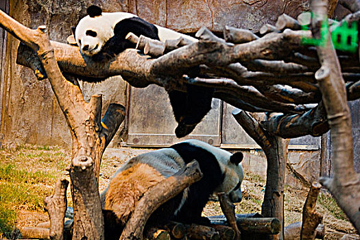 香港,骑师,大熊猫,栖息地,海洋公园