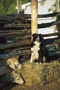 博德牧羊犬,狗,坐,稻草包,农场,绵羊