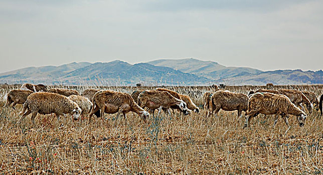 牧群,绵羊,非洲