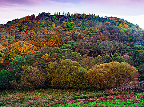 威尔士,波厄斯郡,靠近,教堂,彩色,秋天,展示,树,山