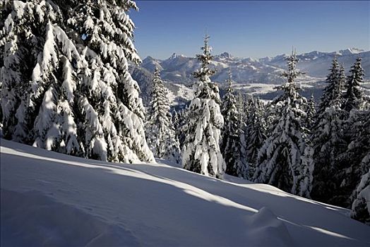 积雪,冷杉,阿尔卑斯山,巴伐利亚,德国,欧洲