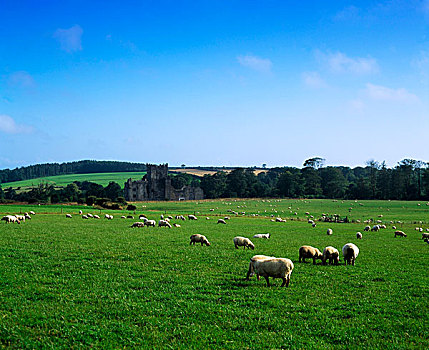 韦克斯福德郡,爱尔兰,绵羊,靠近