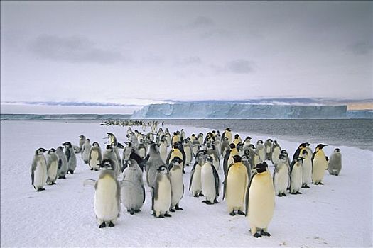 帝企鹅,幼禽,成年,聚会,迅速,冰,边缘,准备,离开,海洋,南极