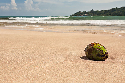 孤单,椰子,海滩