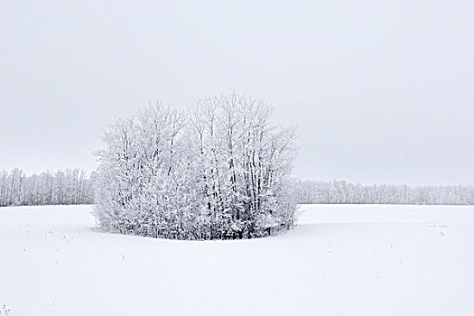 雪,风景,东方,艾伯塔省,加拿大