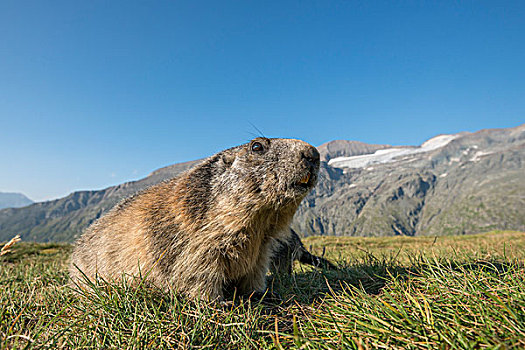 阿尔卑斯山土拨鼠,旱獭,高,陶安,国家公园,卡林西亚,奥地利,欧洲