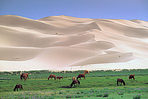 亚洲,蒙古,戈壁沙漠,野马