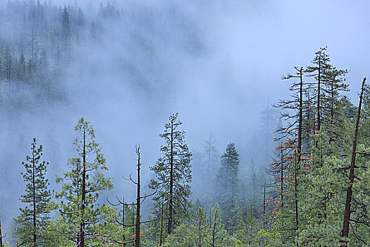 雾,遮盖,树林,黄昏,优胜美地国家公园,加利福尼亚,美国