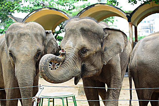 胡志明动物园的大象