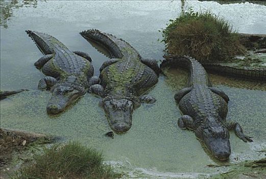美国短吻鳄,三个,放入,浅水,河岸,佛罗里达