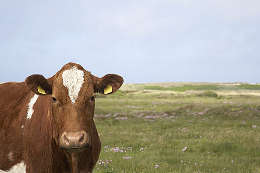 肖像,母牛