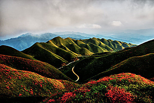 映山红,杜鹃,群山,云,雾,花,太阳,美景,风光,春天,高山杜鹃,花朵,云层,路,路面,山脊