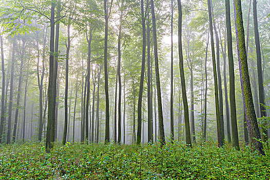 山毛榉,树林,矮树丛,模糊,早晨,自然公园,施佩萨特,山,巴伐利亚,德国