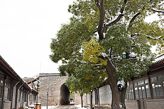 岔道古城城门和老树