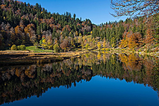 湖,秋天,树林,倒影,黑森林,巴登符腾堡,德国,欧洲