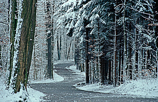 冬天,树林,瑞士,欧洲