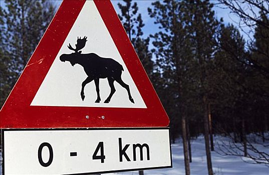 麋鹿,路标,阿尔泰,北极圈,挪威北部