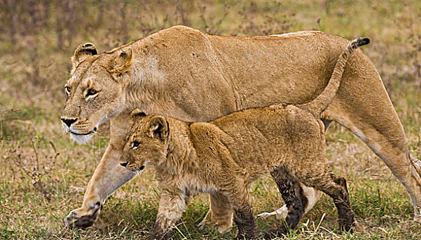 非洲,坦桑尼亚,雌狮,幼兽,恩戈罗恩戈罗火山口