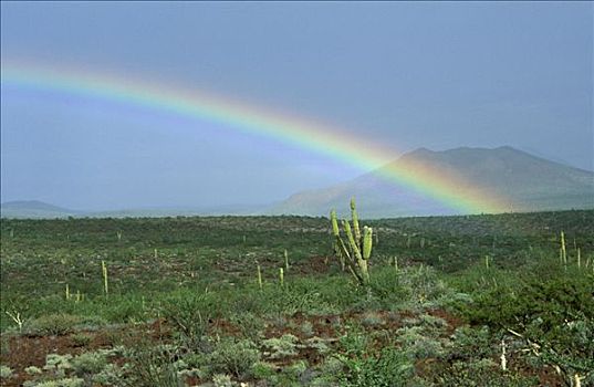 彩虹,上方,荒漠景观,仙人掌,靠近,北下加利福尼亚州,墨西哥
