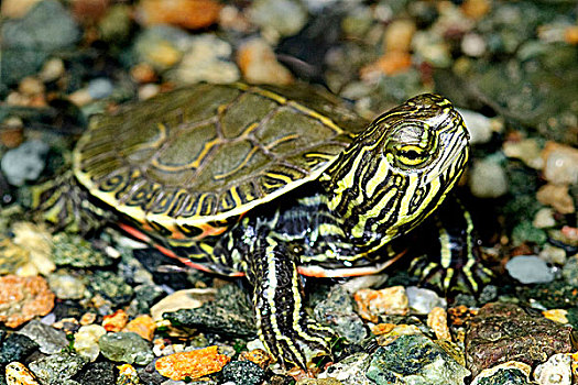 锦龟,孵化动物,南方,奥克纳根谷,不列颠哥伦比亚省