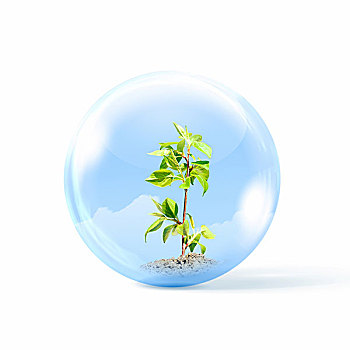年轻,绿色植物,室内,玻璃,球体