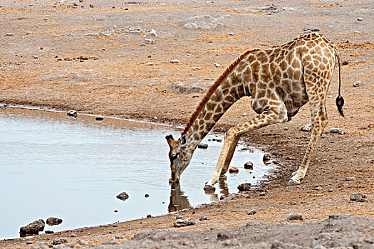 长颈鹿,喝,水坑,埃托沙国家公园,纳米比亚,非洲