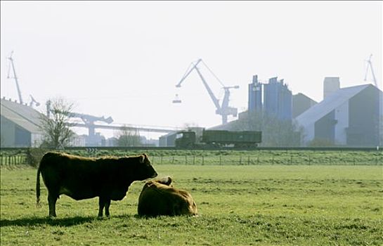 法国,卢瓦尔河地区,卢瓦尔河,两个,母牛,地点,工厂,背景