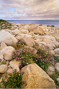 花,岩石海岸,黑色,小湾,公园,新斯科舍省,加拿大