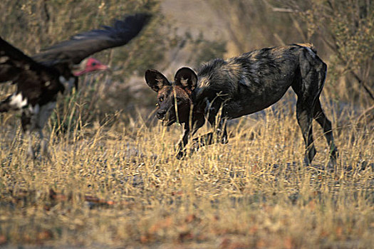 博茨瓦纳,莫雷米禁猎区,非洲野狗,非洲野犬属,兜帽,秃鹰,杀