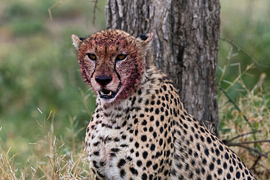印度豹,猎豹,血,脸,进食,恩戈罗恩戈罗,保护区,塞伦盖蒂,坦桑尼亚