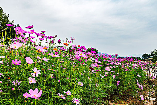 波斯菊格桑花