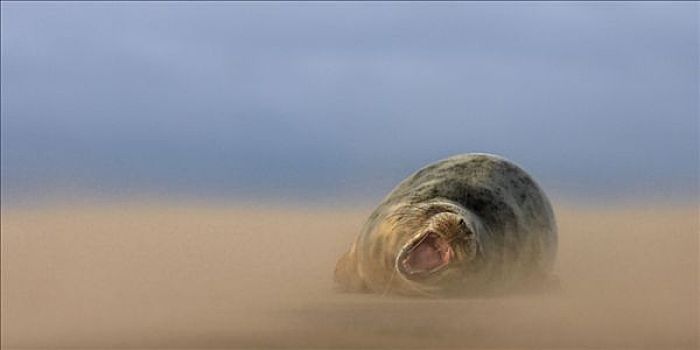 灰海豹,哈欠,自然保护区,英格兰