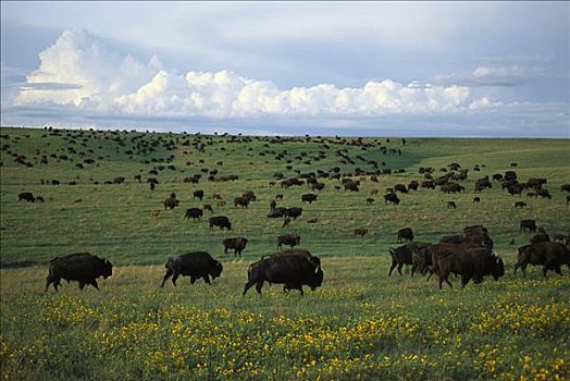 美洲野牛,野牛,牧群,成年,幼兽,草原,南达科他