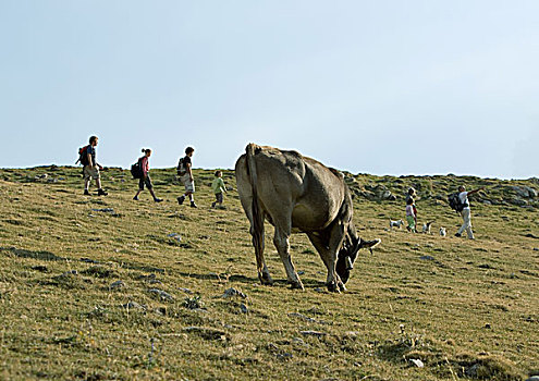 西班牙,加泰罗尼亚,远足,母牛,放牧