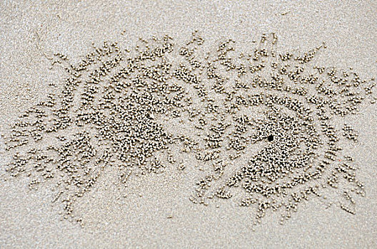 纹理,沙滩,螃蟹
