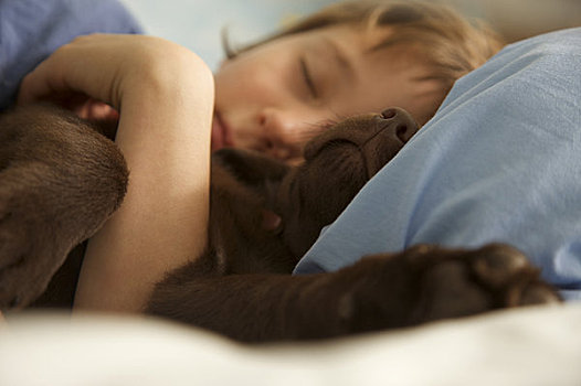 特写,男孩,睡觉,床,巧克力拉布拉多犬,小狗