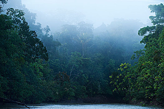 雨林,河,国家公园,亚马逊雨林,厄瓜多尔