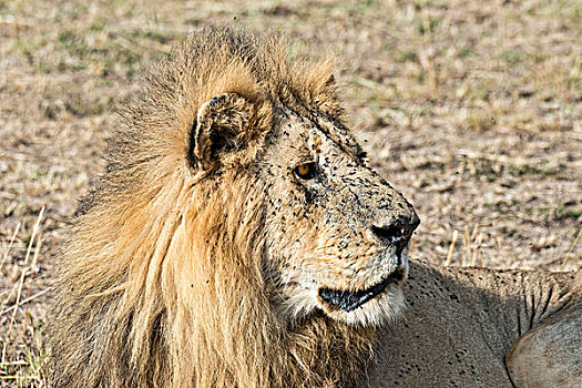 狮子,马赛马拉国家保护区,肯尼亚,非洲