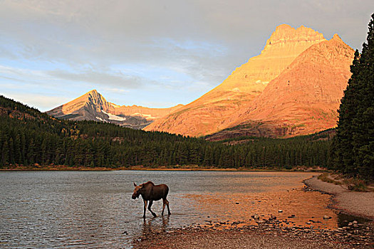 驼鹿,幼兽,走,湖,冰川国家公园,蒙大拿