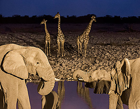 非洲,纳米比亚,埃托沙国家公园,大象,长颈鹿,水潭,黄昏,画廊