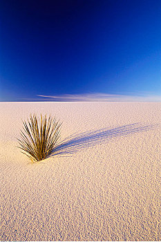 沙漠,新墨西哥,美国