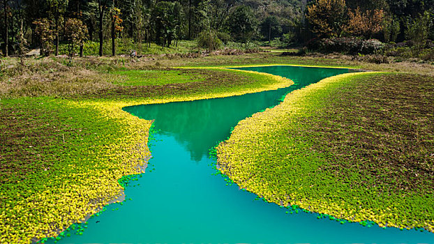 重庆万盛黑山谷景区开满野花的小池塘