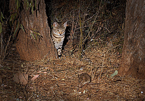 野生,猫科动物,尾随,长发,夜晚,国家公园,昆士兰,澳大利亚