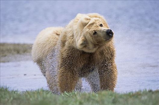 大灰熊,棕熊,抖动,游泳,河,满潮,卡特麦国家公园,阿拉斯加