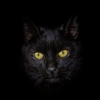 头像,黑猫,黑色背景