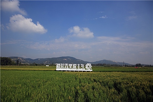 山东省日照市,千亩稻田绿浪翻滚,市民带孩子打卡展望丰收年