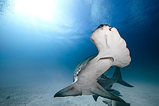 槌头双髻鲨,水下视角,巴哈马