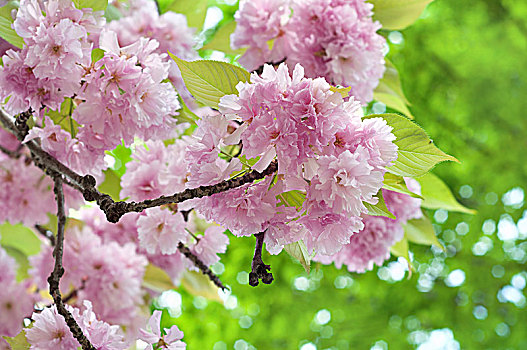 漂亮,日本,樱花,花,春天,粉色,绿叶,背景